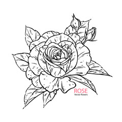 Hand drawn rose sketch