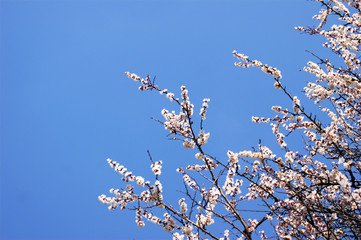 Blooming white flowers and buds on a branch of an apricot tree.
