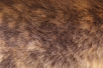 Texture of cat hair cat side close up macro