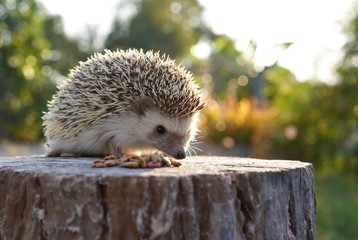 hedgehog in the grass