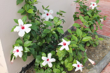 flowers in the garden