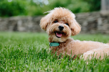 Cute dog on the grass. Labradoodle sitting in the park. Little Puppy Smiling