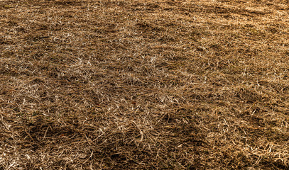 Fototapeta na wymiar A spring field covered by dry grass 
