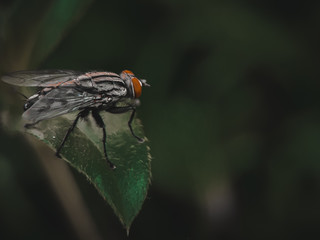 fly on leaf