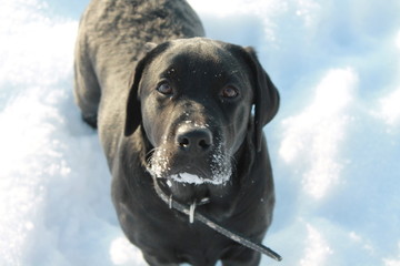 black labrador retriever