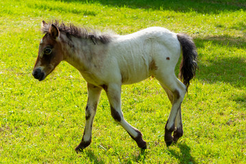 Mały młody konik