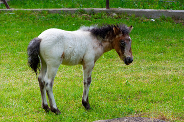 Mały młody konik