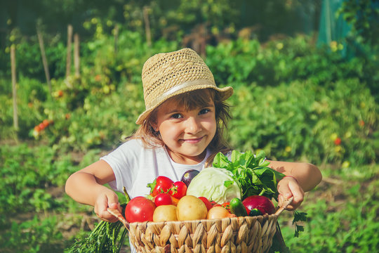 A child in the vegetable garden. Selective focus.