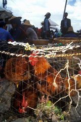 Chickens for sale at Bei Marketplace in Dali, Yunnan Province, People's Republic of China