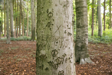 Baumstamm: Ringe / Jahresringe eines abgesägten Baumstammes