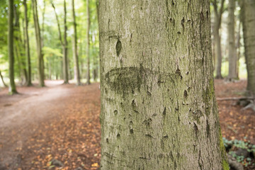 Baumstamm: Ringe / Jahresringe eines abgesägten Baumstammes