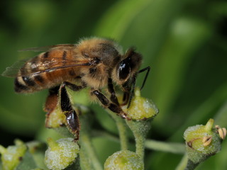bee on a flower