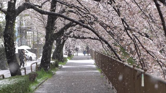 Rare Moment Where Snow Falls In Springtime Unto Beautiful Path Of Sakura Trees In Japan - wide shot