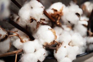 Sprigs of cotton close-up. Beautiful fluffy cotton