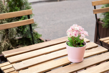 Wooden tables are on the street. A cozy cafe. A place to relax. Flowers on the table