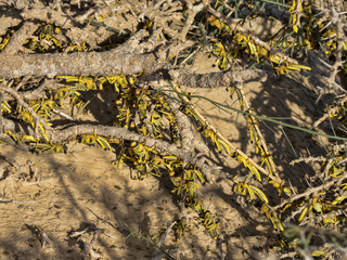 Raid of big locusts on plants in desert, Oman