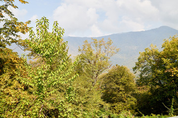 Autumn landscape with yellow trees in mountains and sky with fog haze background in day or morning time