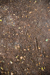 Waldboden: Erde, Laub und Äste auf einem Waldboden, Platz für Text/Typo