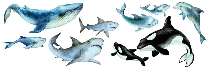 Set of a big blue whale, shark, orca killer whale, dolphins with cubs on a white background, panorama. Hand drawn watercolor.