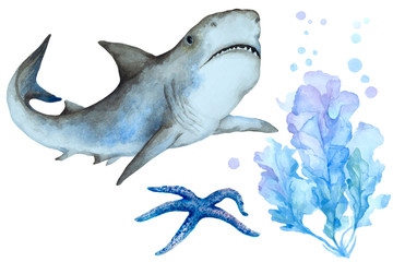 Set of a big shark, starfish and blue seaweed on a white background, hand drawn watercolor.