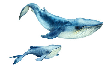 Big blue whale with cub on a white background, hand drawn watercolor.
