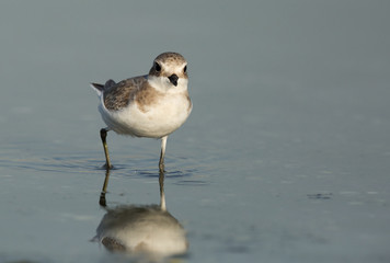 Kentish Plover, Bahrain