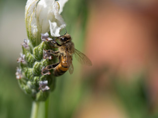 Bee on Flower