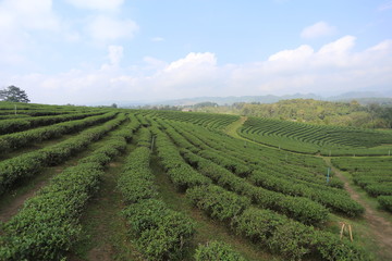 Tea plantations in Chiang Rai, Thailand