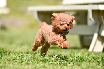 ドッグランで走るトイプードル