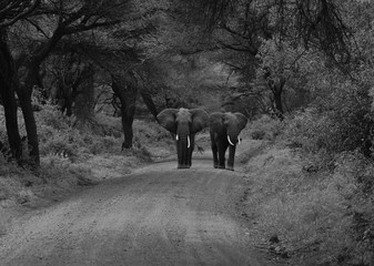Elefanten im Lake Manyara National Park