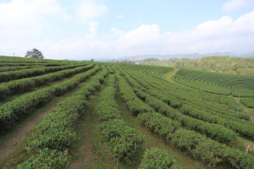 Fototapeta na wymiar Tea plantations in Chiang Rai, Thailand