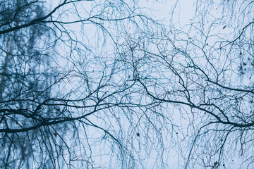 Abstract background with tree branches. Gloomy cold concept