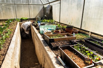 Small greenhouse inside. Morning in a rural greenhouse. Home grown vegetables. Spring planting vegetables.