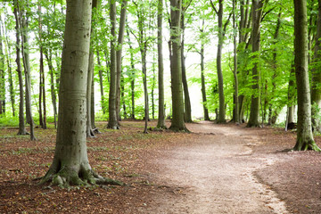 Waldboden: Erde, Laub und Äste auf einem Waldboden, Platz für Text/Typo