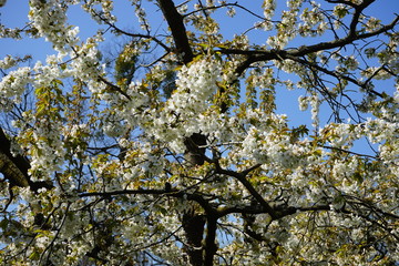 Obstbaum mit weißen Blüten bei Sonnenschein und blauem Himmel in Alexandrowka