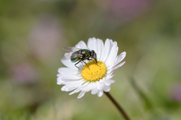 Obraz premium Diptera fly insect eating nectar and polen on white flower