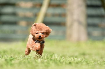 ドッグランで走るトイプードル