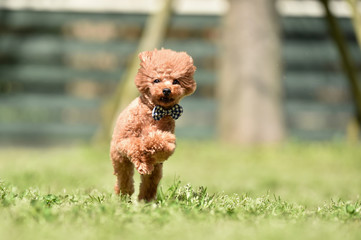 ドッグランで走るトイプードル