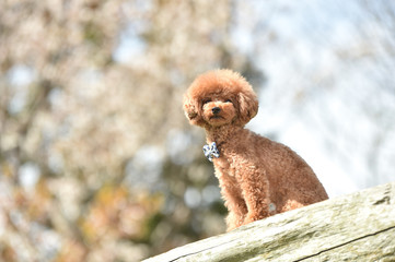 桜とトイプードル