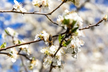 Blossoming trees in spring with blue sky. White flowers trees against blue sky. Orchard in spring. A beautiful day.