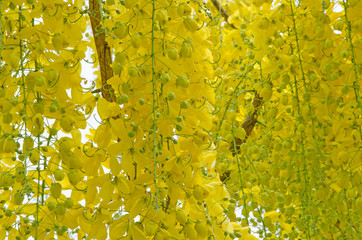Bud and blossom flowers of golden shower tree