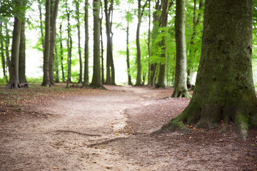 Waldboden: Erde, Laub und Äste auf einem Waldboden, Platz für Text/Typo