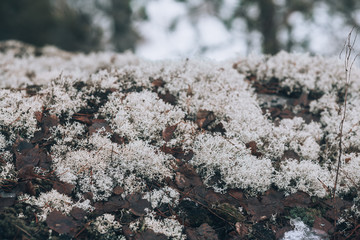 White moss on the stone. Natural forest background