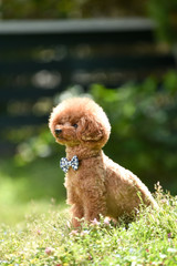 おすましするトイプードル