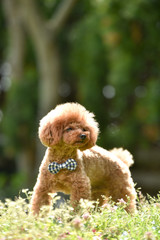 おすましするトイプードル