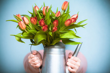 Concept with red tulips. Bright red tulips in a watering can