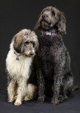 cute dogs