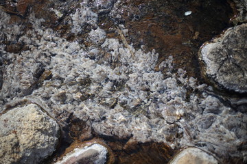 Bacteria in the hot springs at Chae son nation park in Lampang at Thailand