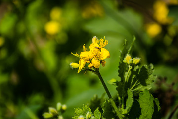 Yellow blooming flowers of the Chelidonium majus plant 