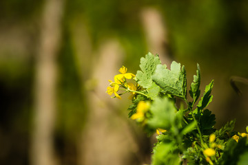 Yellow blooming flowers of the Chelidonium majus plant 